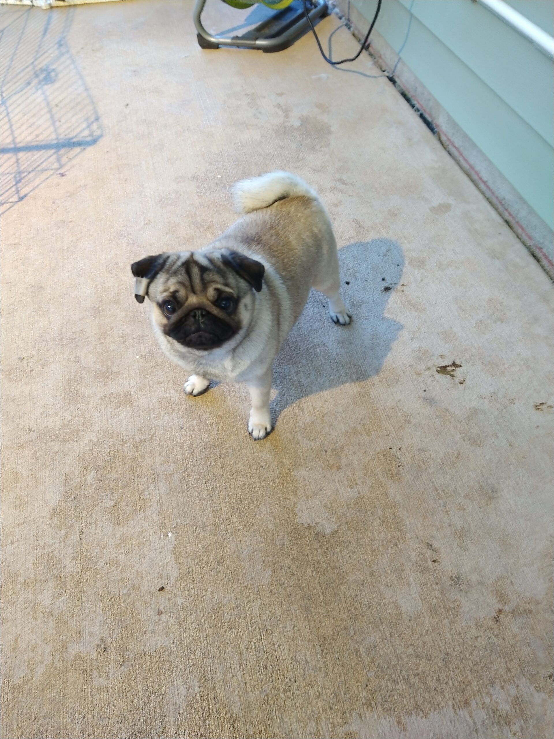 Young Adults available Great River Pugs